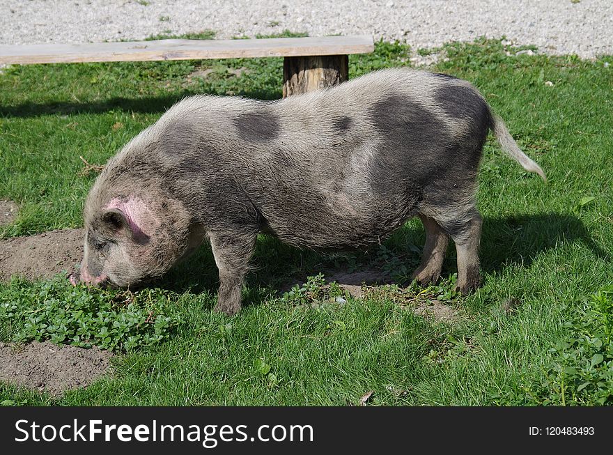 Pig, Pig Like Mammal, Domestic Pig, Fauna