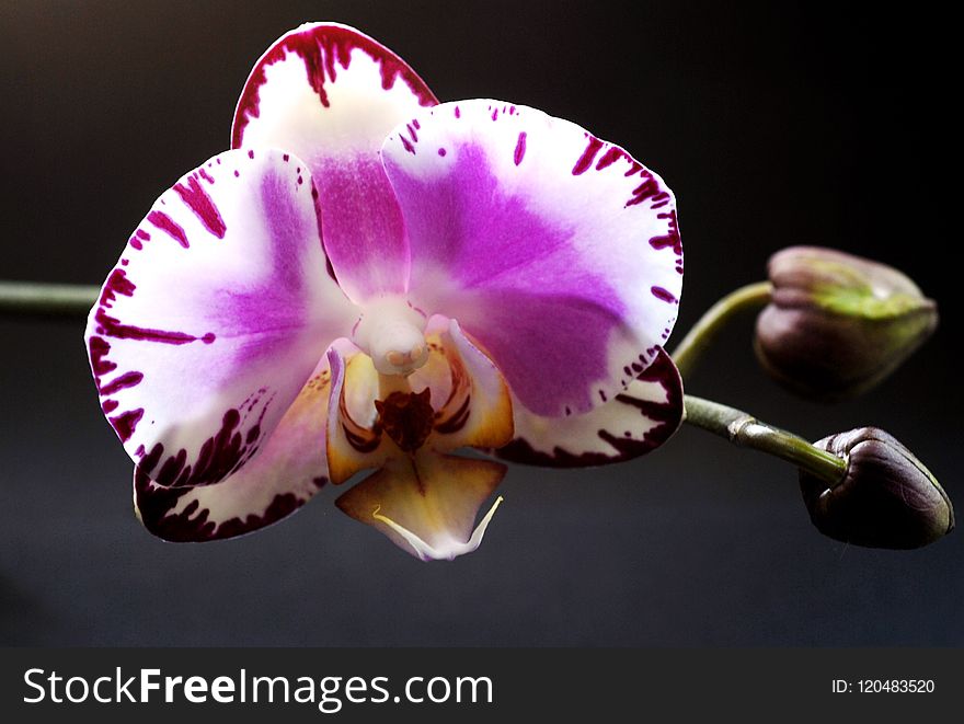 Flower, Flowering Plant, Plant, Flora