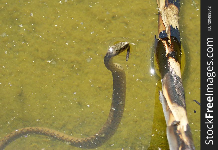 Fauna, Beak, Water, Fish Pond