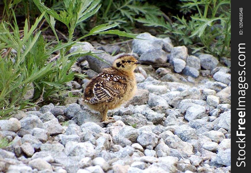 Bird, Fauna, Sparrow, Wildlife