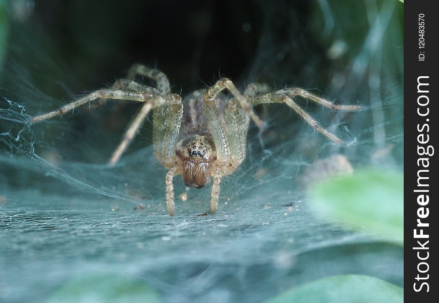 Arachnid, Spider, Araneus, Invertebrate
