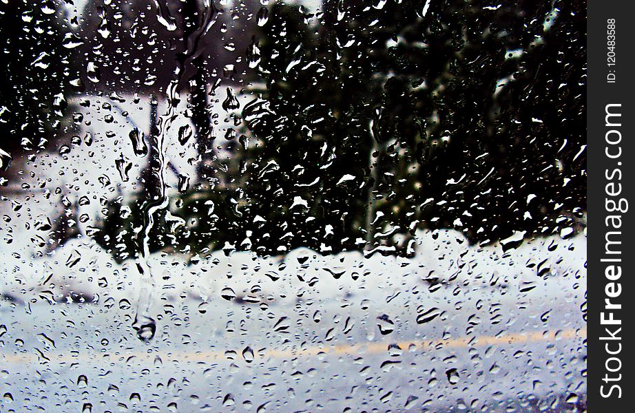 Water, Freezing, Rain, Tree