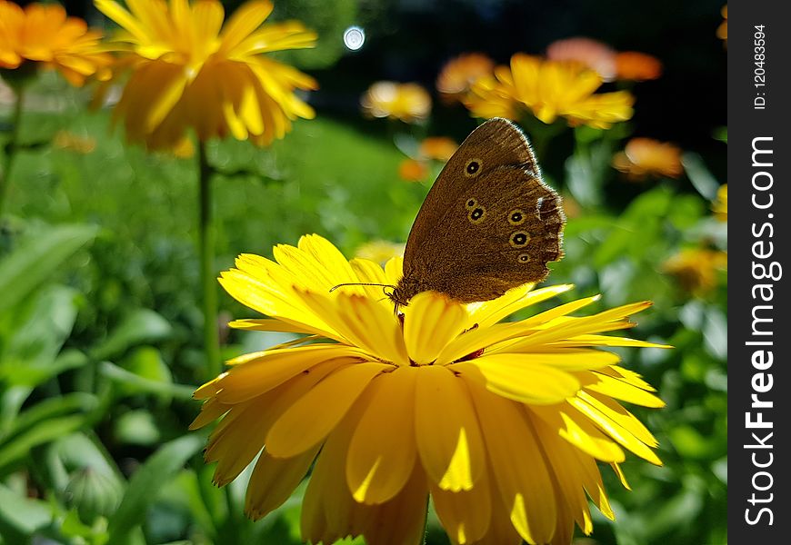 Flower, Butterfly, Yellow, Moths And Butterflies