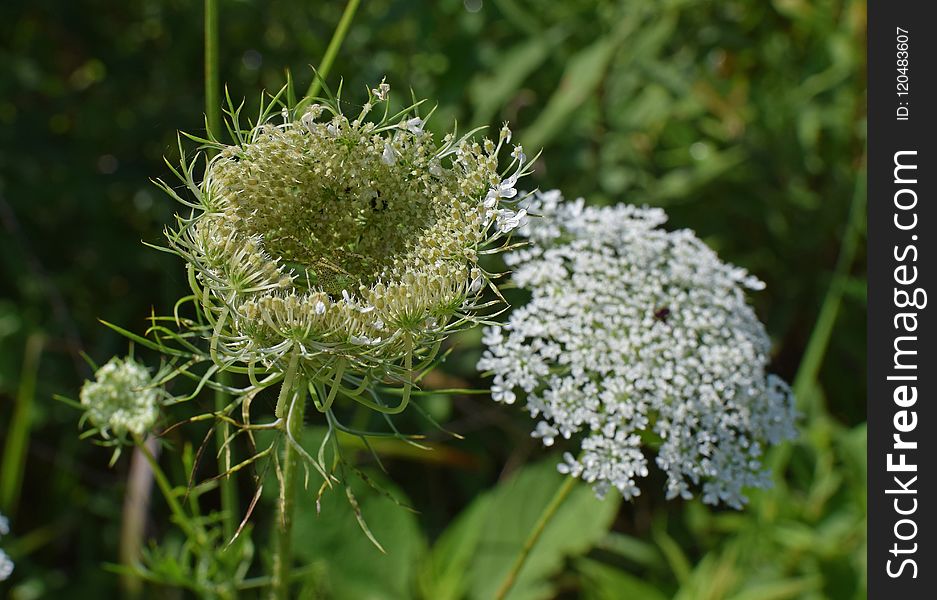 Plant, Cow Parsley, Apiales, Parsley Family