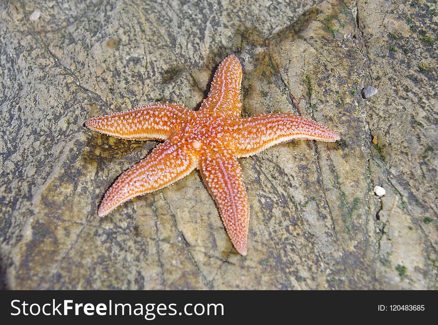 Starfish, Marine Invertebrates, Echinoderm, Invertebrate