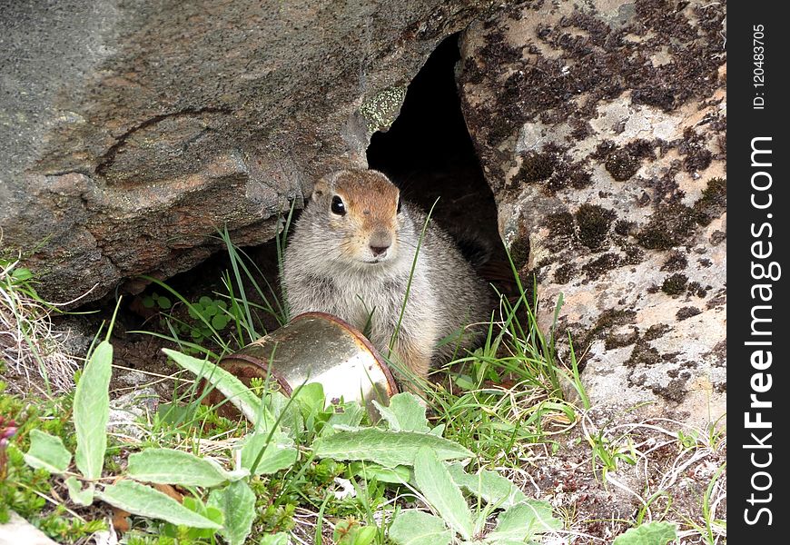 Fauna, Mammal, Squirrel, Terrestrial Animal