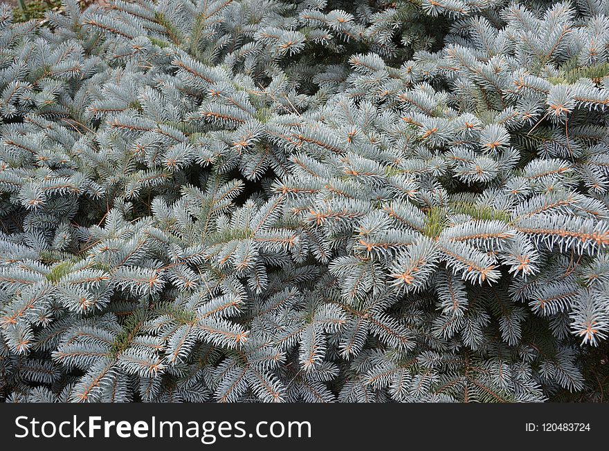 Spruce, Tree, Plant, Pine Family
