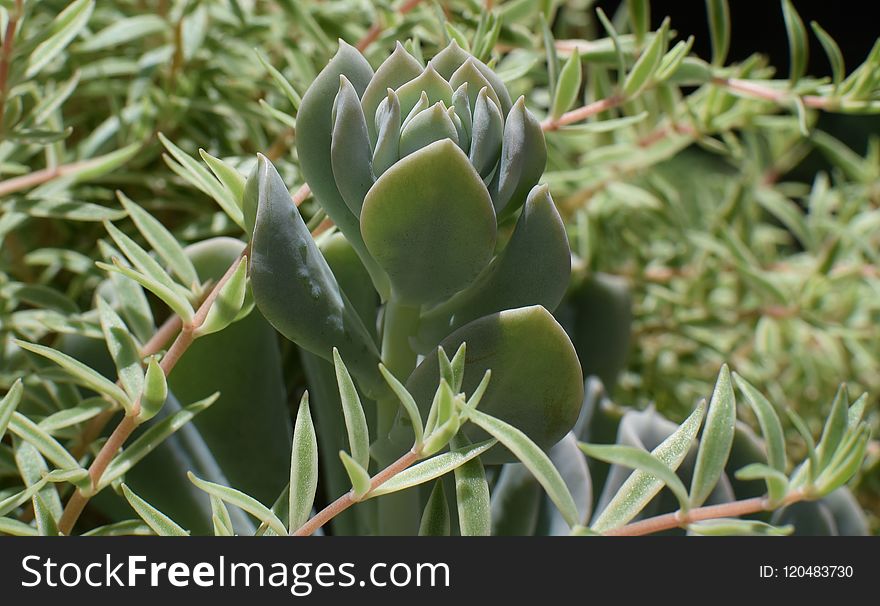 Plant, Flora, Cactus, Agave