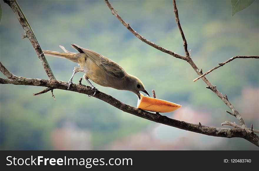 Bird, Beak, Fauna, Branch