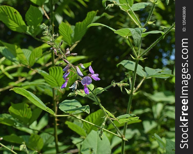 Plant, Flower, Flora, Flowering Plant