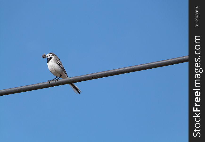 Bird, Sky, Fauna, Beak