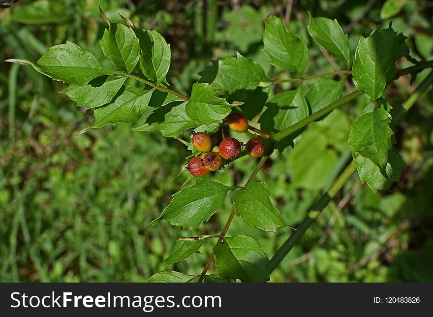 Plant, Flora, Leaf, Flowering Plant