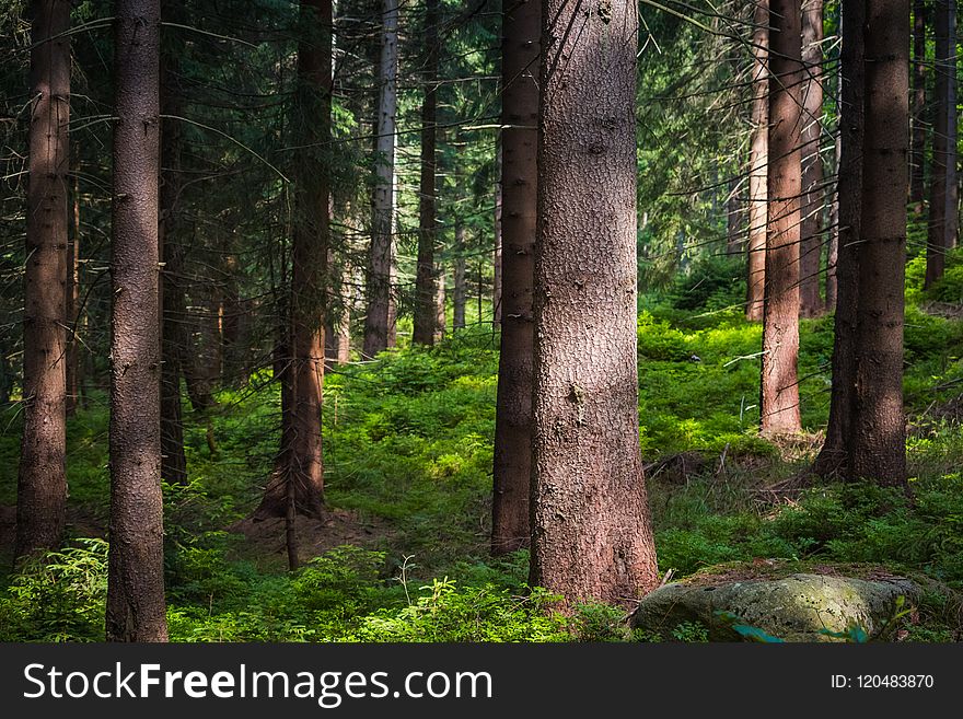 Forest, Ecosystem, Spruce Fir Forest, Woodland