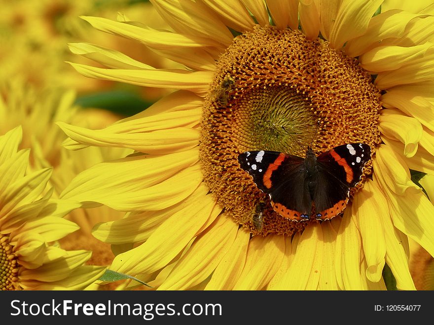 Flower, Sunflower, Honey Bee, Yellow