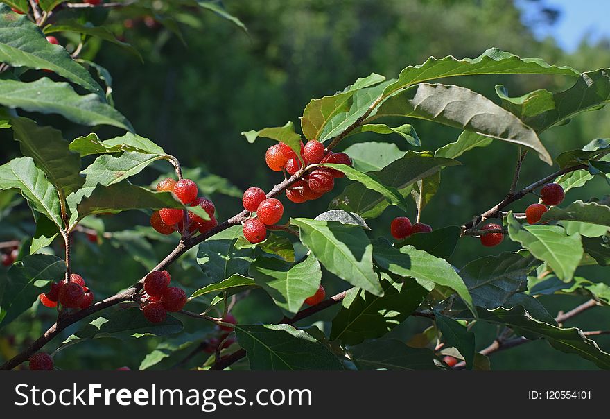 Plant, Cherry, Aquifoliaceae, Buffaloberries