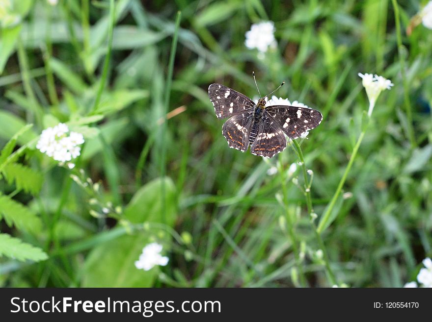 Butterfly, Moths And Butterflies, Insect, Invertebrate