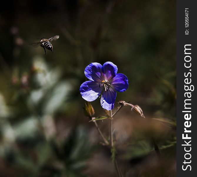 Blue, Flower, Flora, Plant