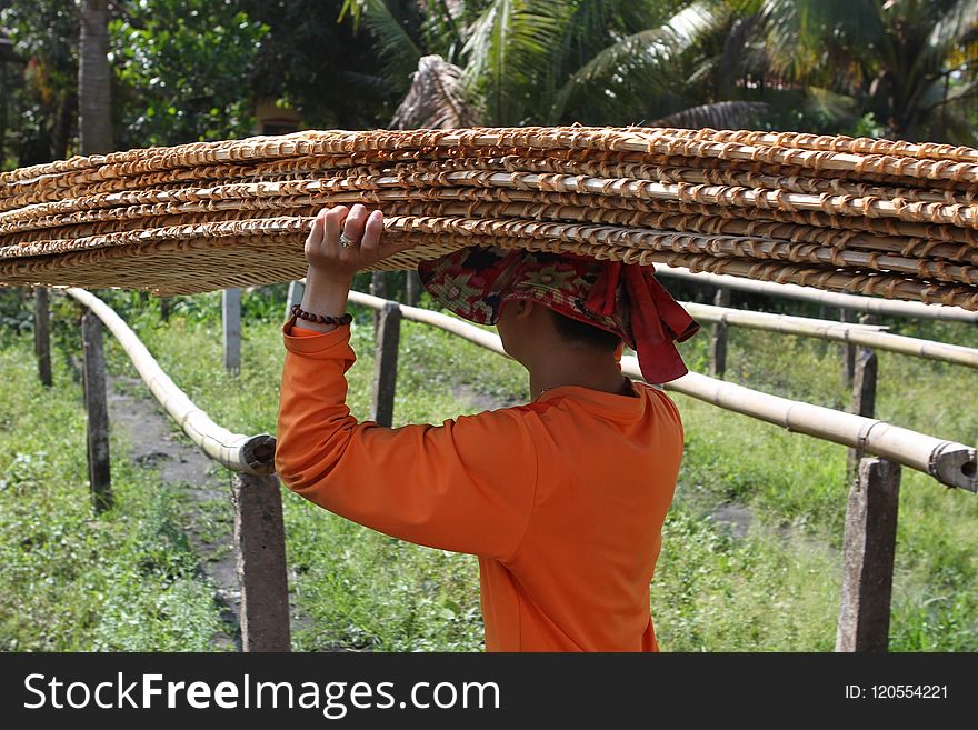 Plant, Tree, Agriculture, Outdoor Structure