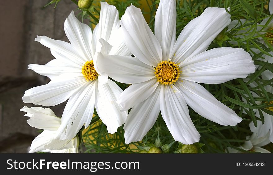 Flower, White, Flora, Plant