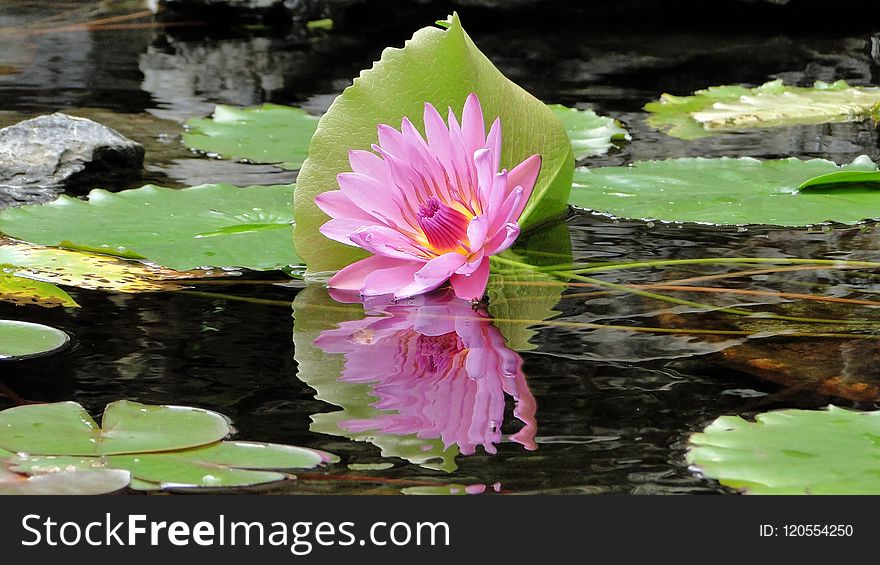 Flower, Plant, Flora, Aquatic Plant