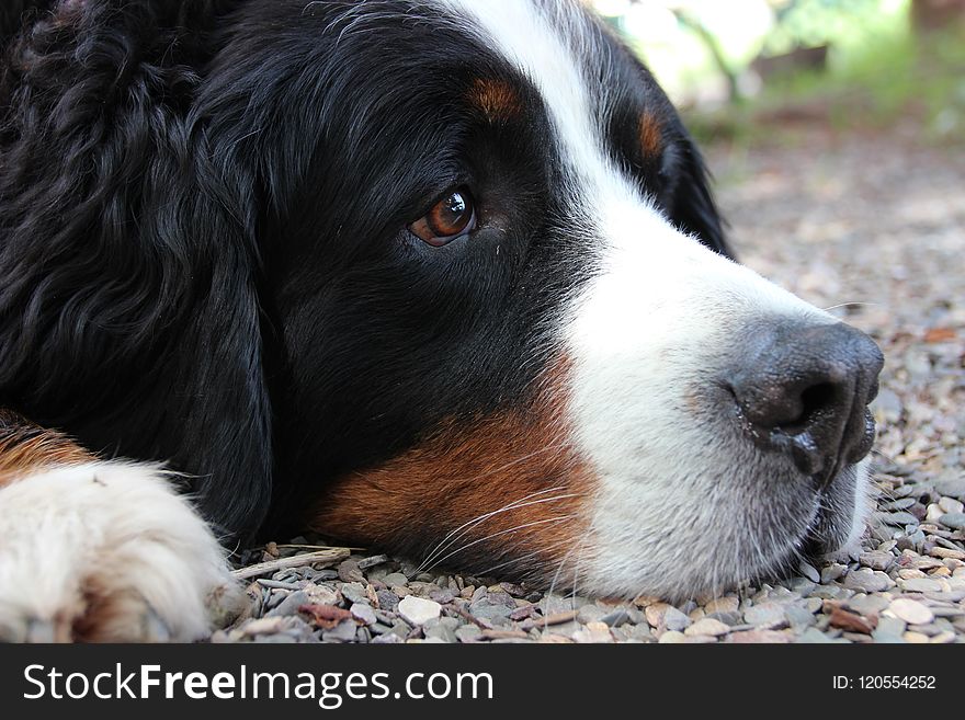 Dog, Bernese Mountain Dog, Dog Breed, Dog Like Mammal