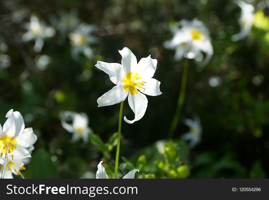 Flower, Plant, Flowering Plant, Flora