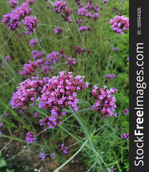 Plant, Flower, Breckland Thyme, Subshrub