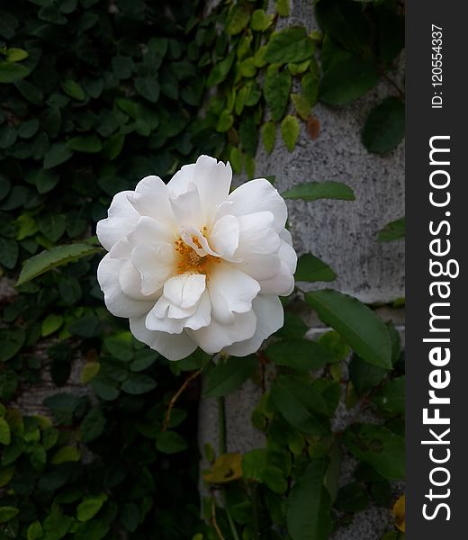 Flower, White, Rose Family, Plant