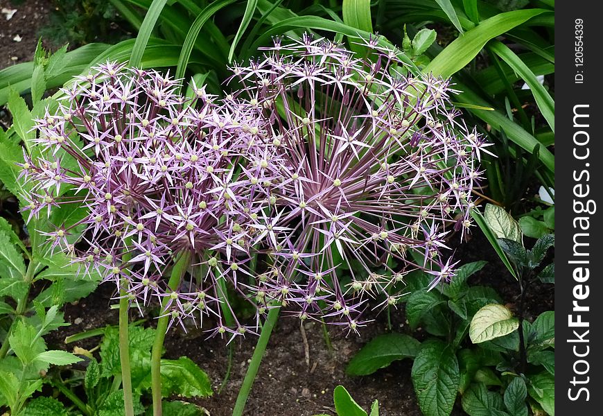 Plant, Flora, Flowering Plant, Flower