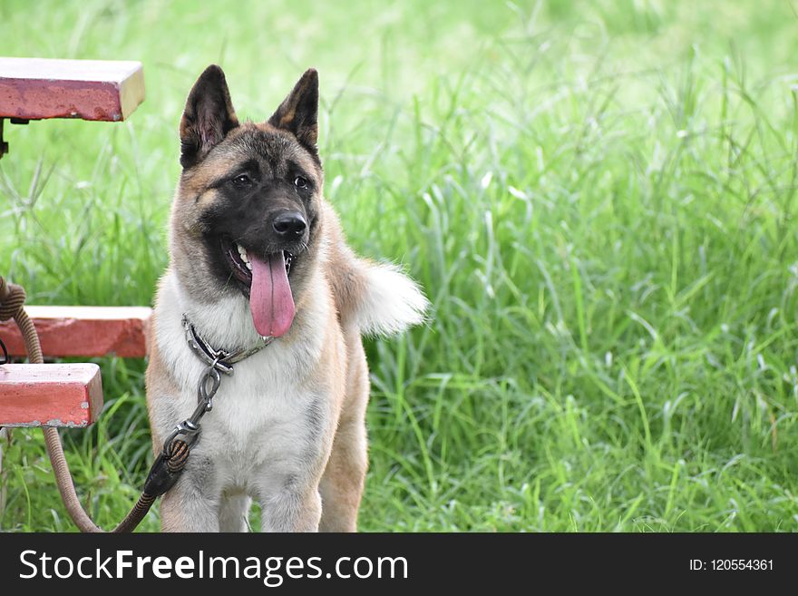 Dog, Dog Breed, Dog Like Mammal, Dog Breed Group