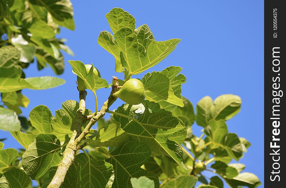 Leaf, Plant, Fruit Tree, Tree