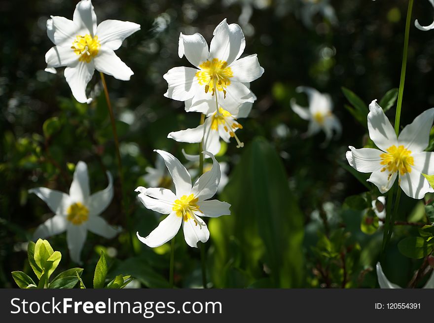 Flower, Plant, Flora, Flowering Plant