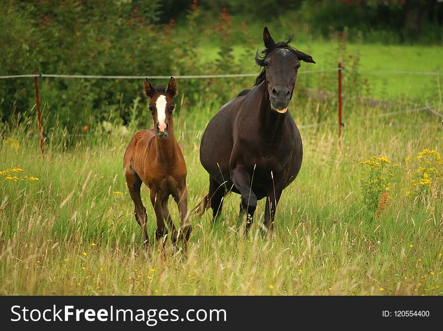 Horse, Pasture, Grassland, Foal