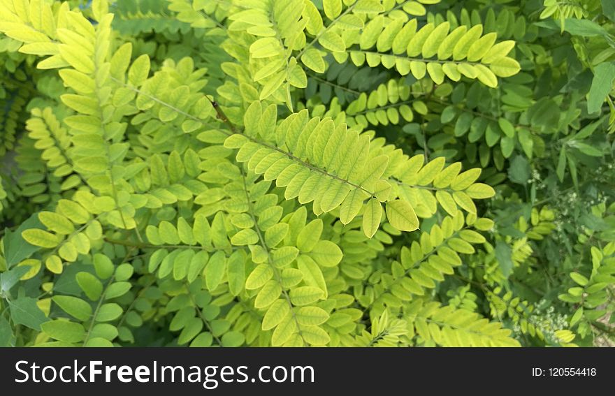 Vegetation, Ecosystem, Plant, Leaf