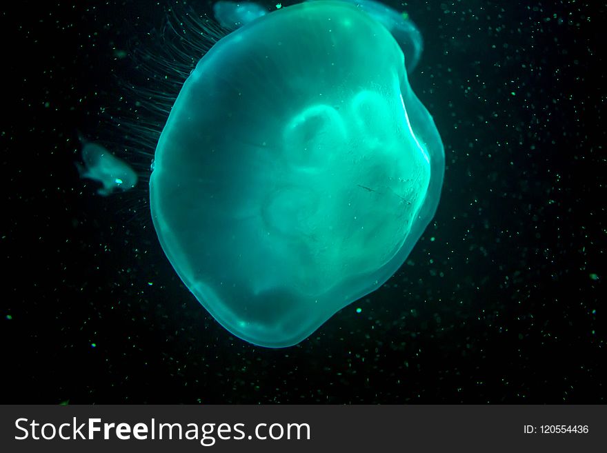 Jellyfish, Cnidaria, Aqua, Organism