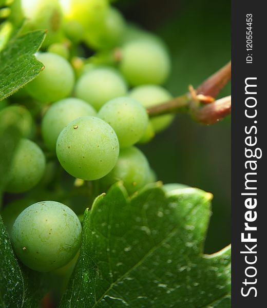 Grape, Green, Grapevine Family, Fruit