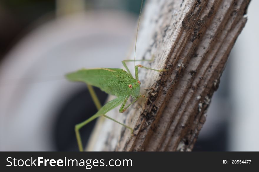 Insect, Macro Photography, Plant Stem, Close Up