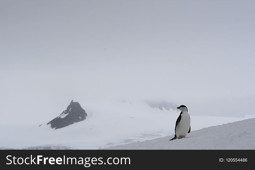 Flightless Bird, Nunatak, Bird, Penguin