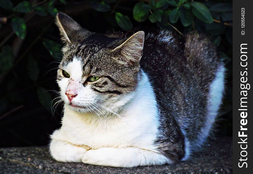 Cat, Whiskers, Fauna, Small To Medium Sized Cats