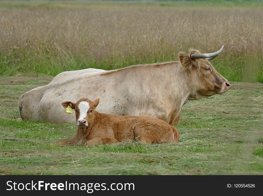 Cattle Like Mammal, Grassland, Pasture, Grazing