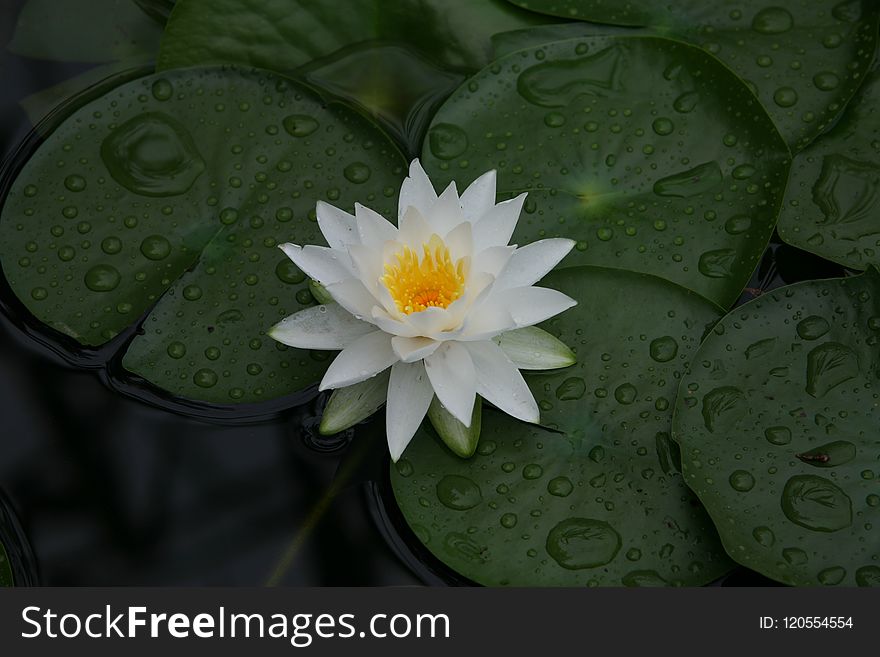 Flower, Green, Flora, Plant