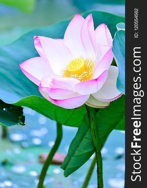 Flower, Lotus, Sacred Lotus, Aquatic Plant