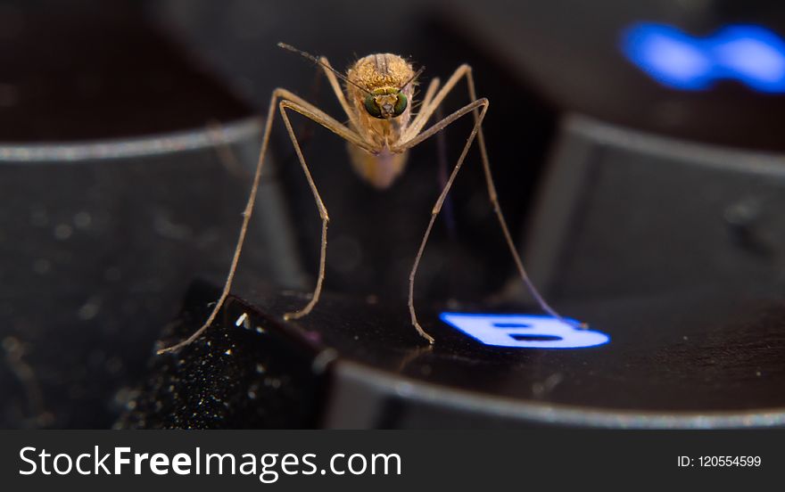 Insect, Macro Photography, Invertebrate, Organism