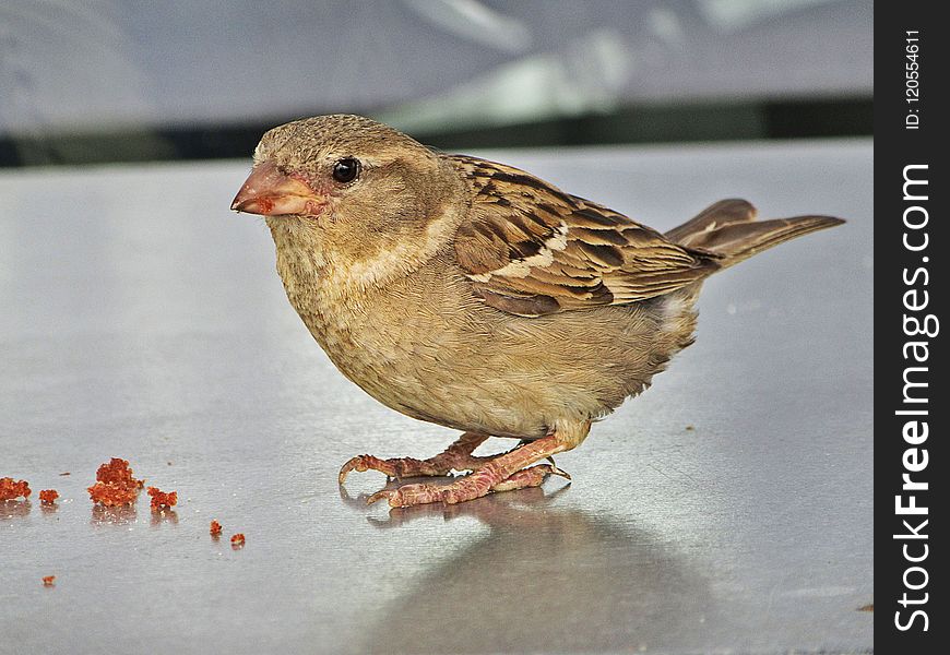 Bird, Sparrow, Fauna, Beak