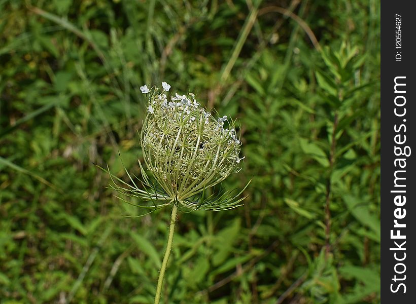 Flora, Plant, Grass, Parsley Family