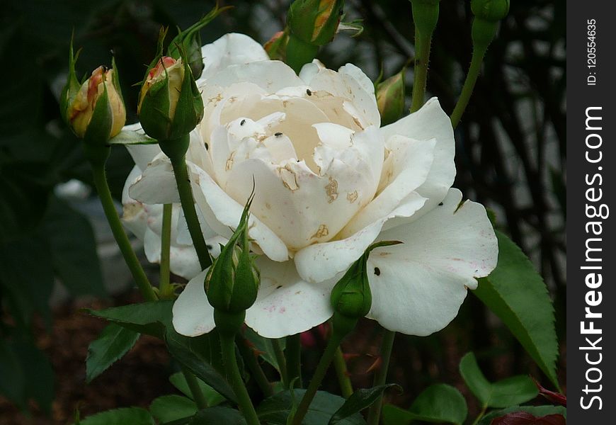 Flower, White, Plant, Rose Family
