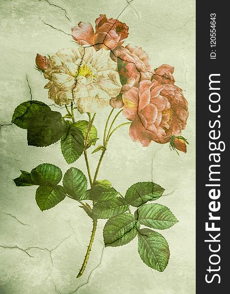 Flower, Flowering Plant, Rose Family, Plant