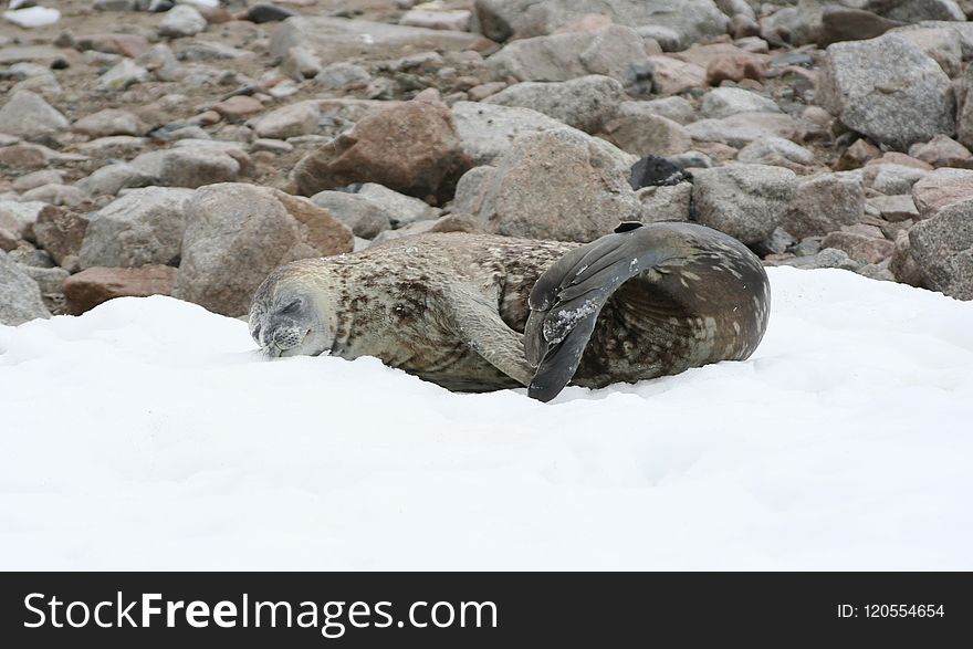 Harbor Seal, Seals, Fauna, Marine Mammal