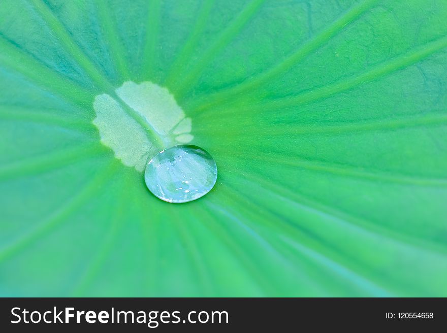 Green, Water, Leaf, Dew