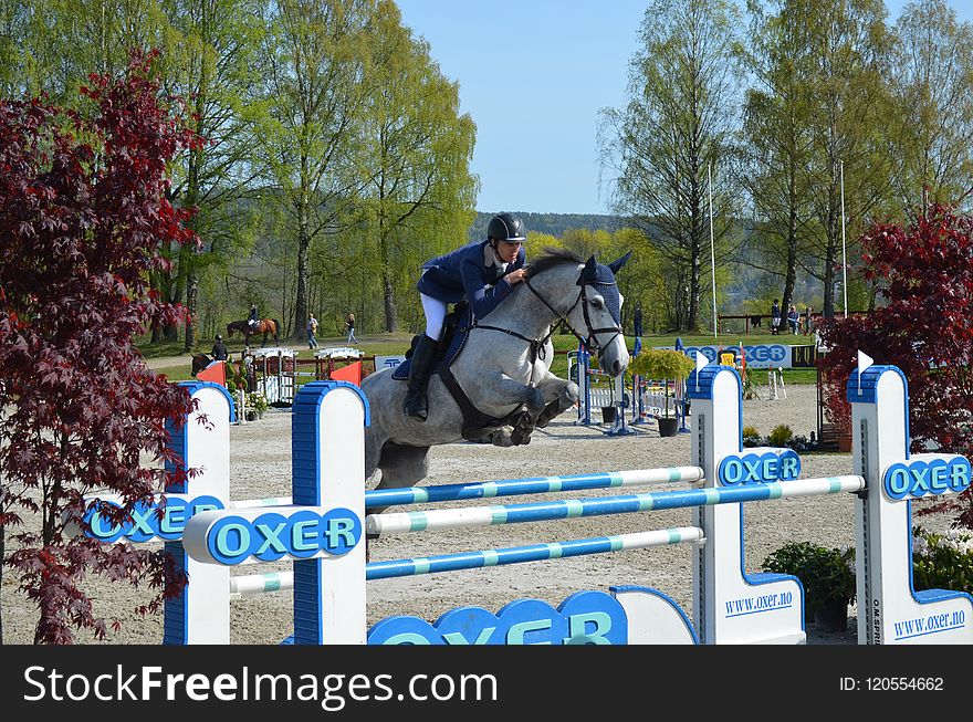 English Riding, Show Jumping, Horse, Equestrianism